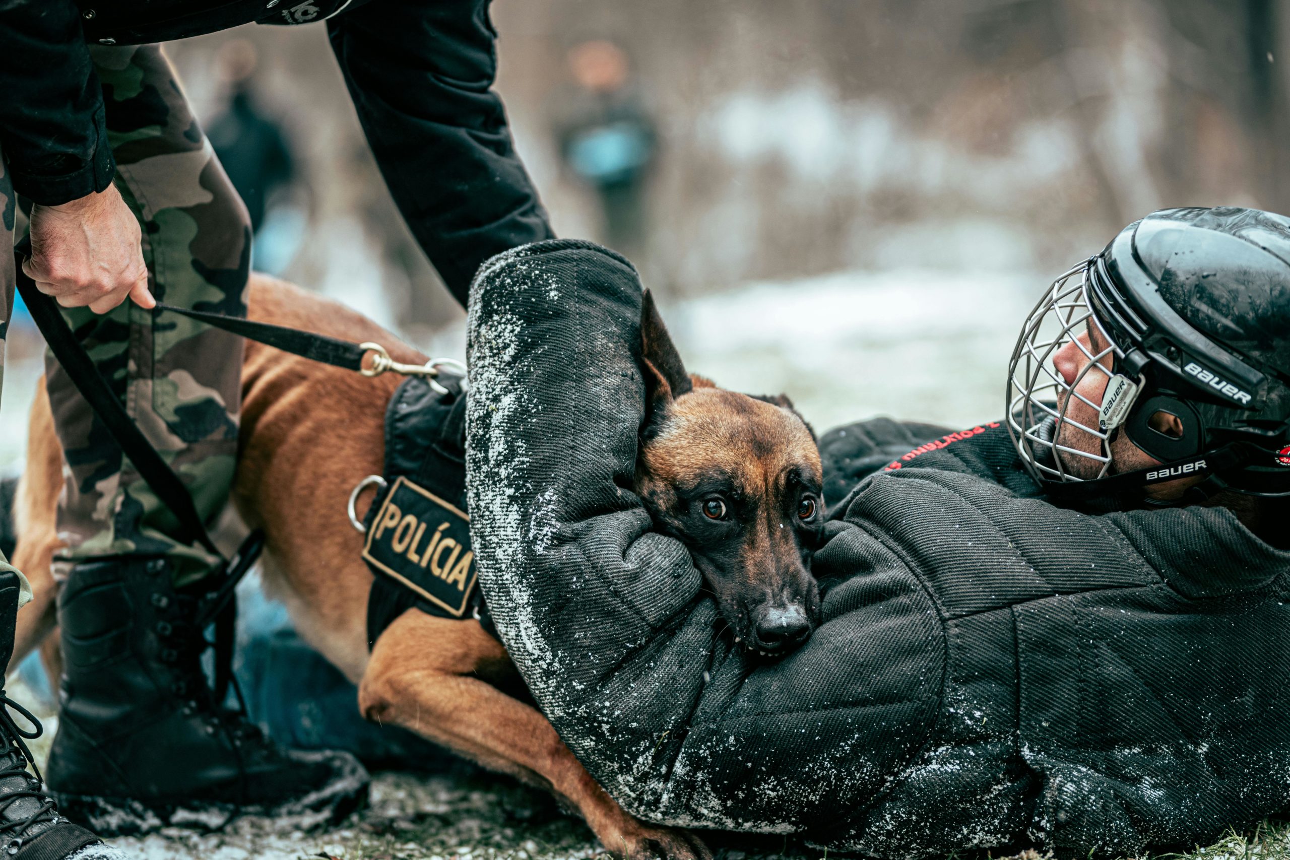 Kostenloses Stock Foto zu festhalten, gefahr, hundetraining