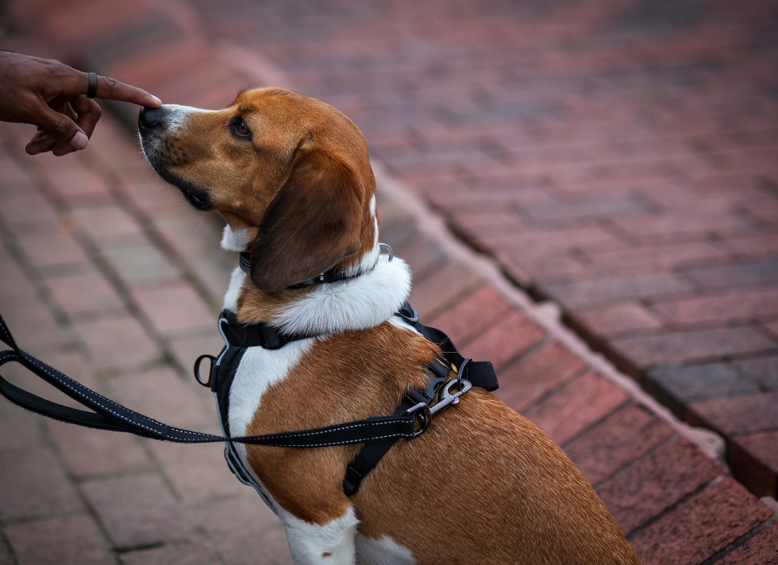 Kostenloses Stock Foto zu beagle, bürgersteig, draußen